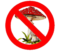 Обережно: гриби!