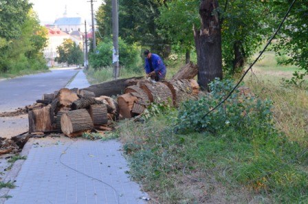 Обвал дерева на вулиці Тернопільській у Золочеві