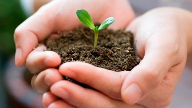 12 травня – Міжнародний день здоров’я рослин