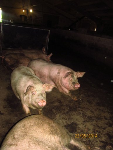 Про вирощування свиней